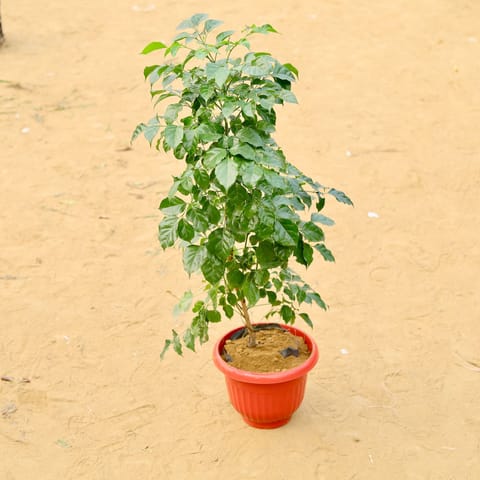 Radermachera / China Doll (~ 3.5 Ft) in 10 Inch Live Fresh Plant Terracotta Red Olive Plastic Pot in Sector 14