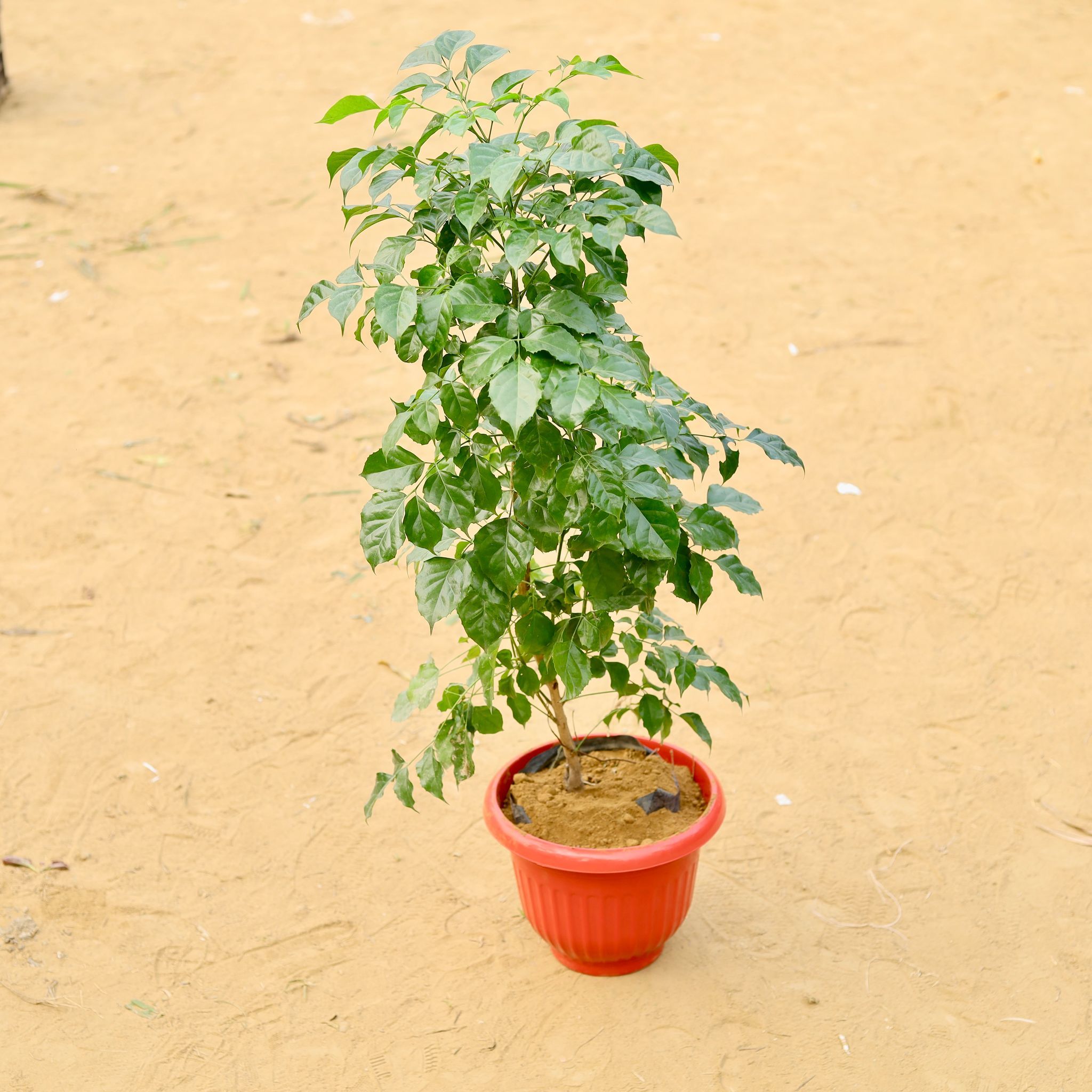 Radermachera / China Doll (~ 3.5 Ft) in 10 Inch Terracotta Red Olive Plastic Pot