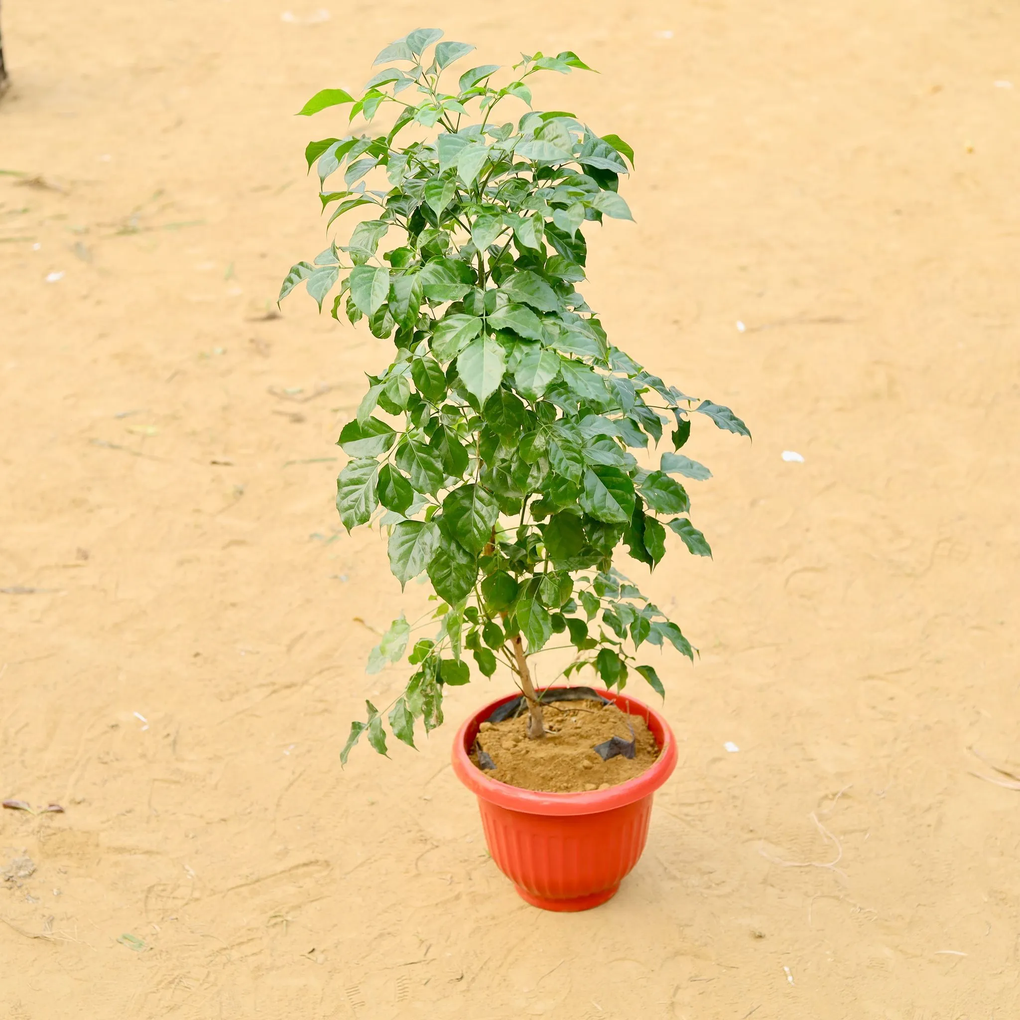 Radermachera / China Doll (~ 3.5 Ft) in 10 Inch Terracotta Red Olive Plastic Pot