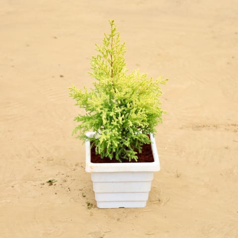 Golden cypress (~ 2 Ft) in 6 Inch White Marble Premium Orchid Square Plastic Pot