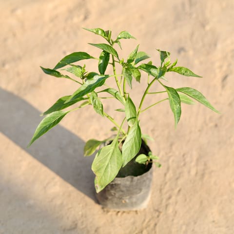 Mirchi / Chili Plant in 3 Inch Nursery Bag