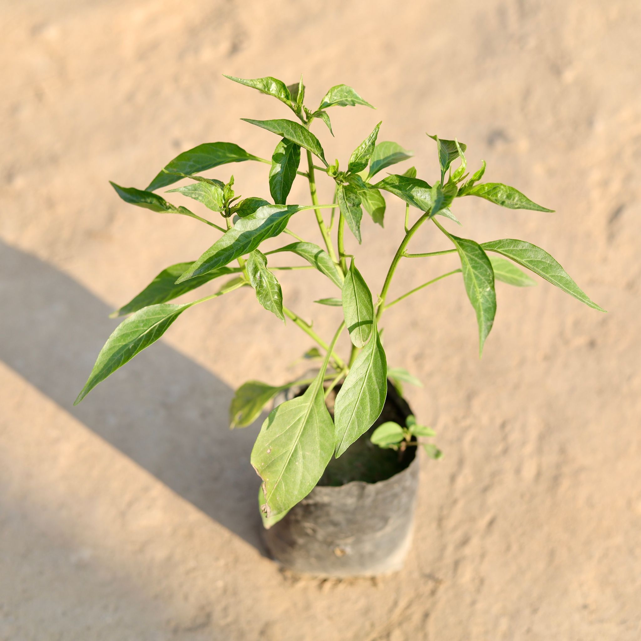 Mirchi / Chili Plant in 3 Inch Nursery Bag