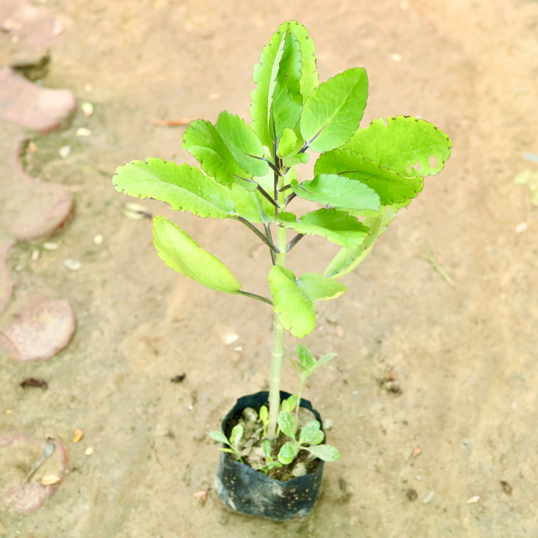 Patharchatta Medicinal Plant in 4 inch Nursery Bag