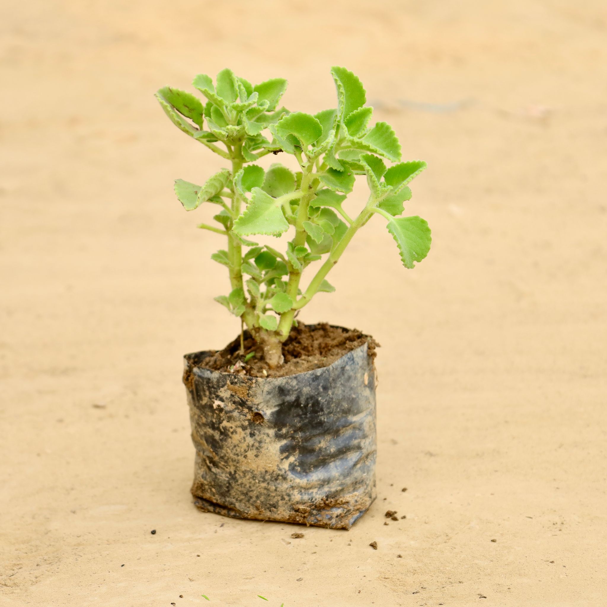 Ajwain Plant in 4 inch Nursery Bag