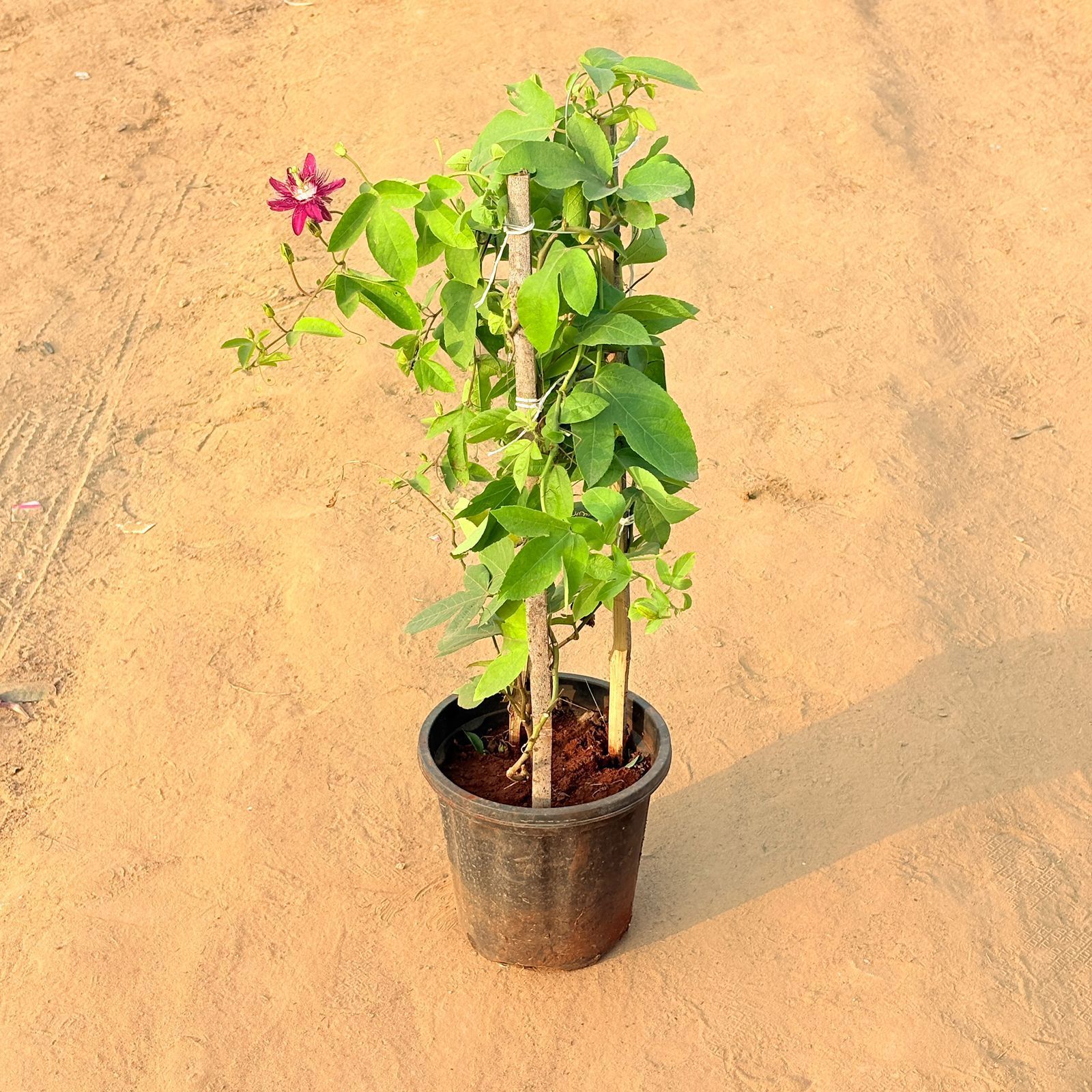 Rakhi Bel / Passiflora / Passion Flower Purple in 8 Inch Nursery Pot