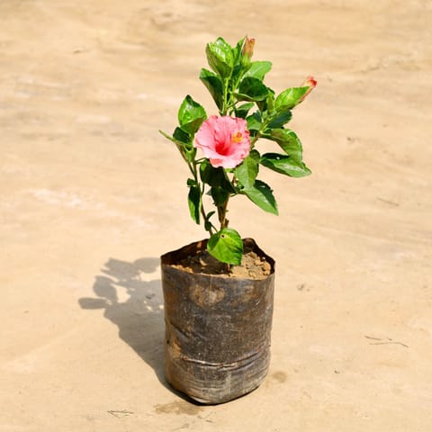 Hibiscus / Gudhal Pink in 6 Inch Nursery Bag
