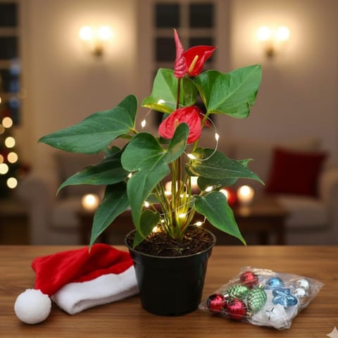 Rare Anthurium Red in 5 Inch Live Fresh Plant Nursery Pot -Xmas Decor Special with Festive Goodies in Sector 7