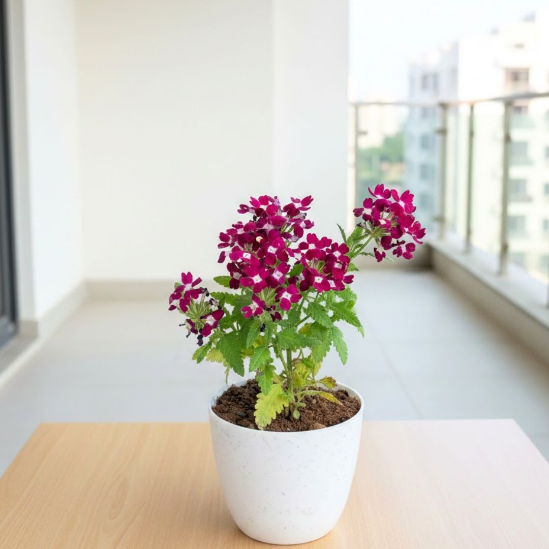 Verbena (any colour) in 4 Inch White Premium Orchid Round Plastic Pot