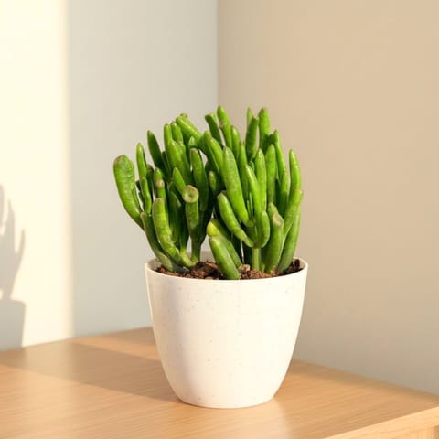 Crassula Finger Succulent in 4 Inch White Premium Orchid Round Plastic Pot