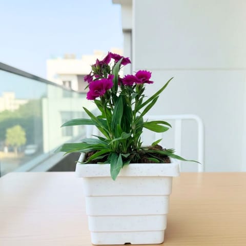 Dianthus (any colour) in 4 Inch White Marble Premium Orchid Square Plastic Pot