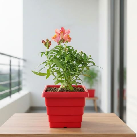 Antirrhinum Majus / Dog Flower (any colour) in 4 Inch Red Premium Orchid Square Plastic Pot