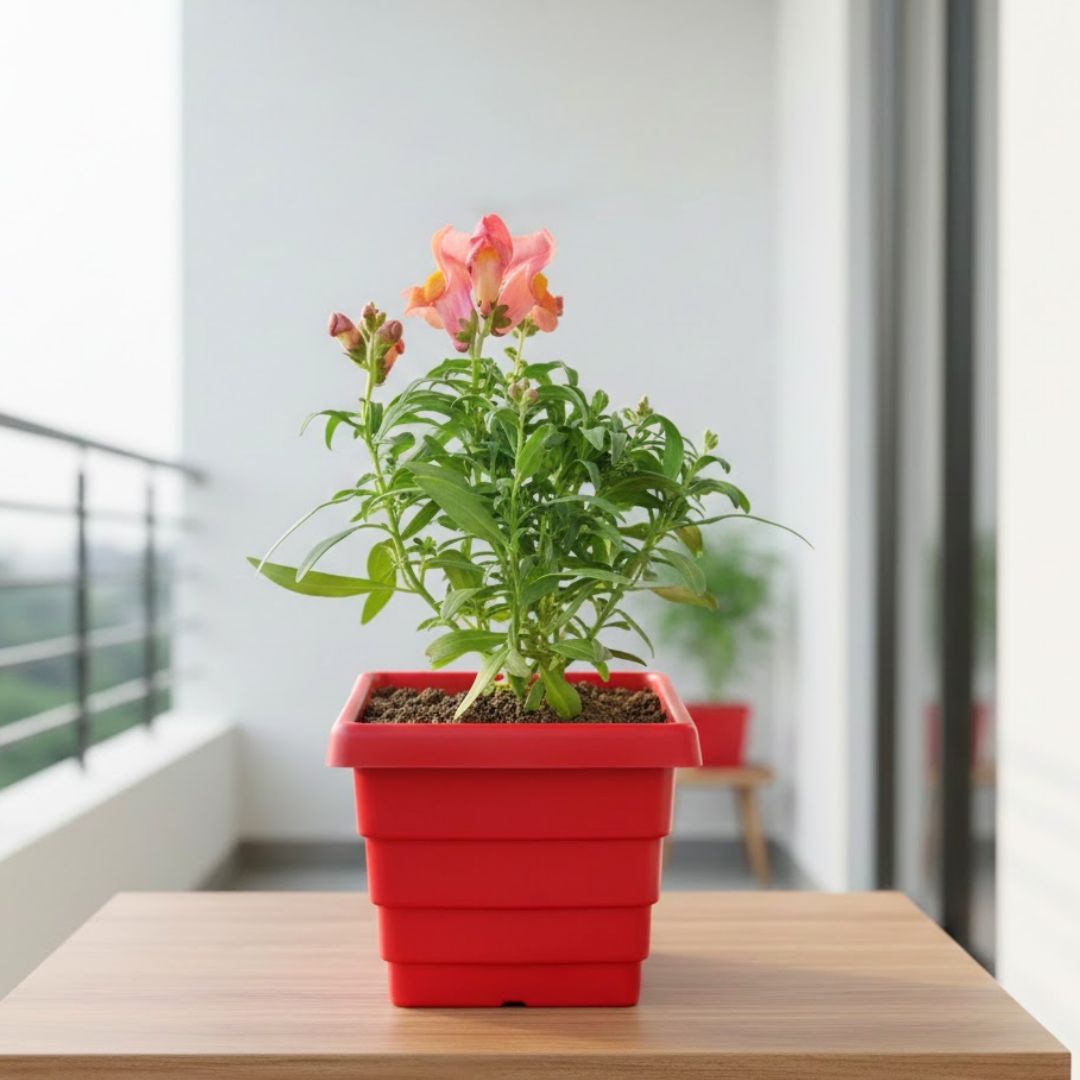 Antirrhinum Majus / Dog Flower (any colour) in 4 Inch Red Premium Orchid Square Plastic Pot