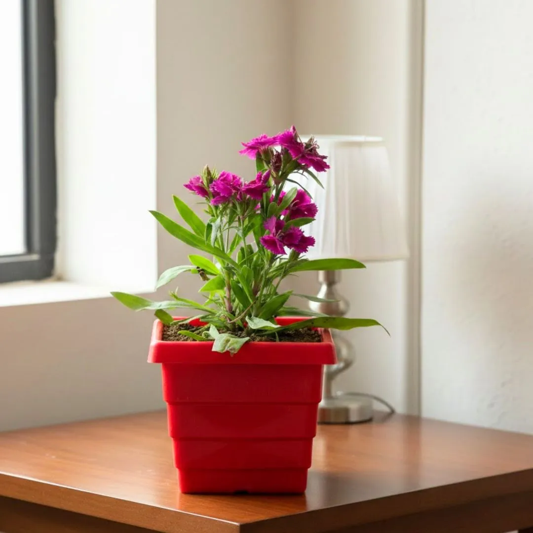 Dianthus (any colour) in 4 Inch Red Premium Orchid Square Plastic Pot
