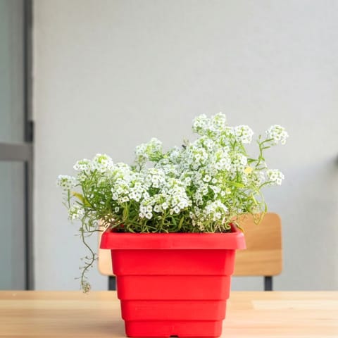 Alyssum White in 4 Inch Red Premium Orchid Square Plastic Pot