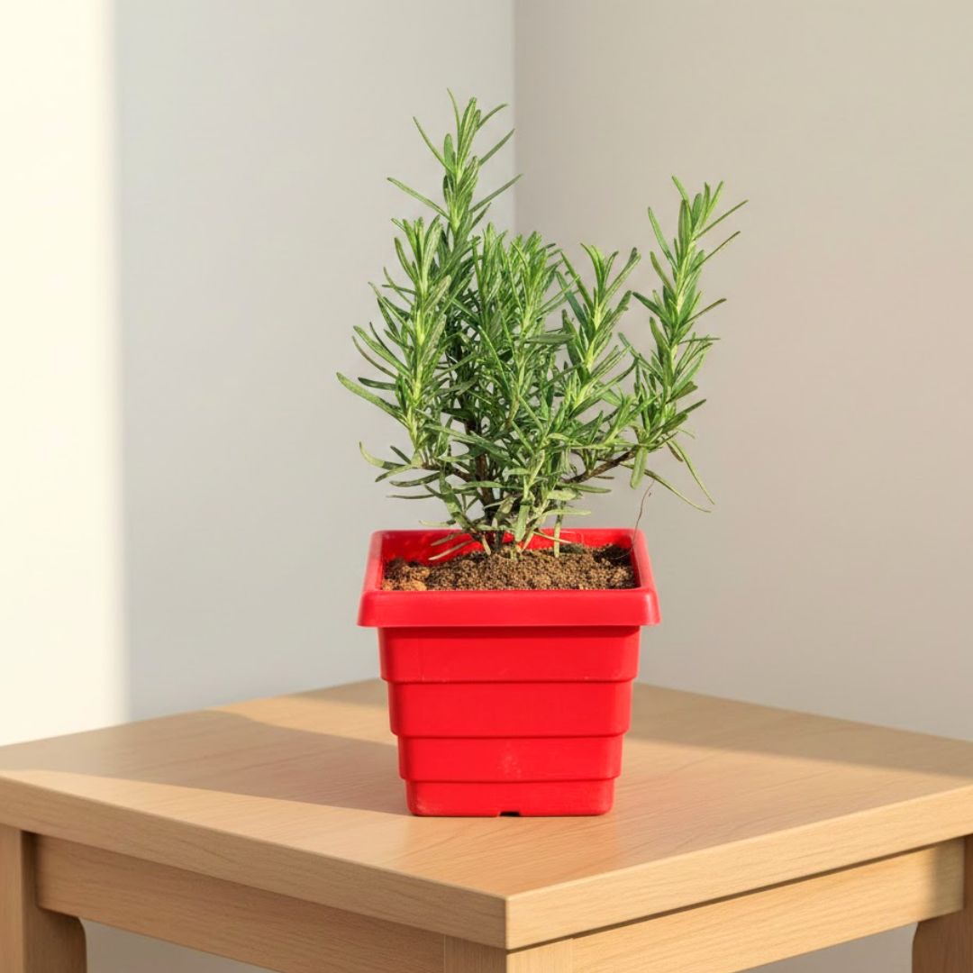 Rosemary in 4 Inch Red Premium Orchid Square Plastic Pot