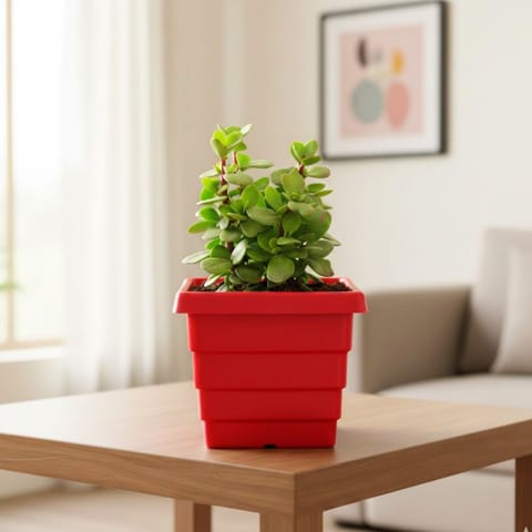 Pune Jade in 4 Inch Red Premium Orchid Square Plastic Pot