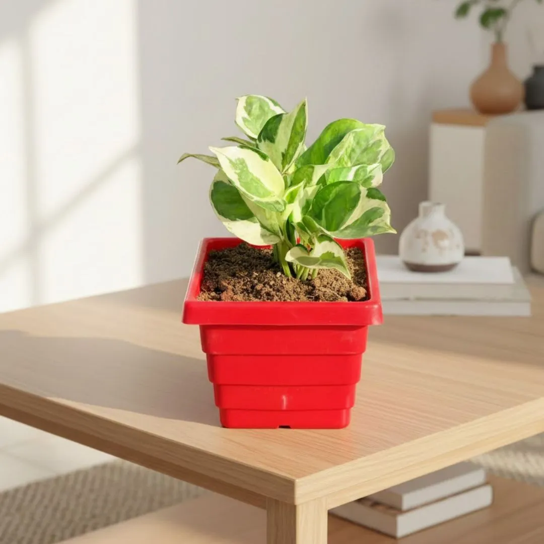 Money Plant N'joy in 4 Inch Red Premium Orchid Square Plastic Pot