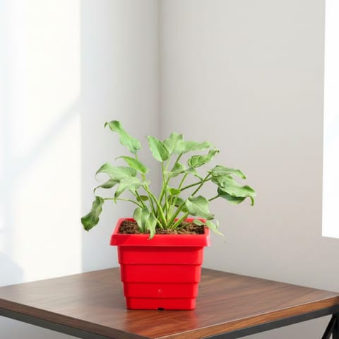 Xanadu Green in 4 Inch Red Premium Orchid Square Plastic Pot