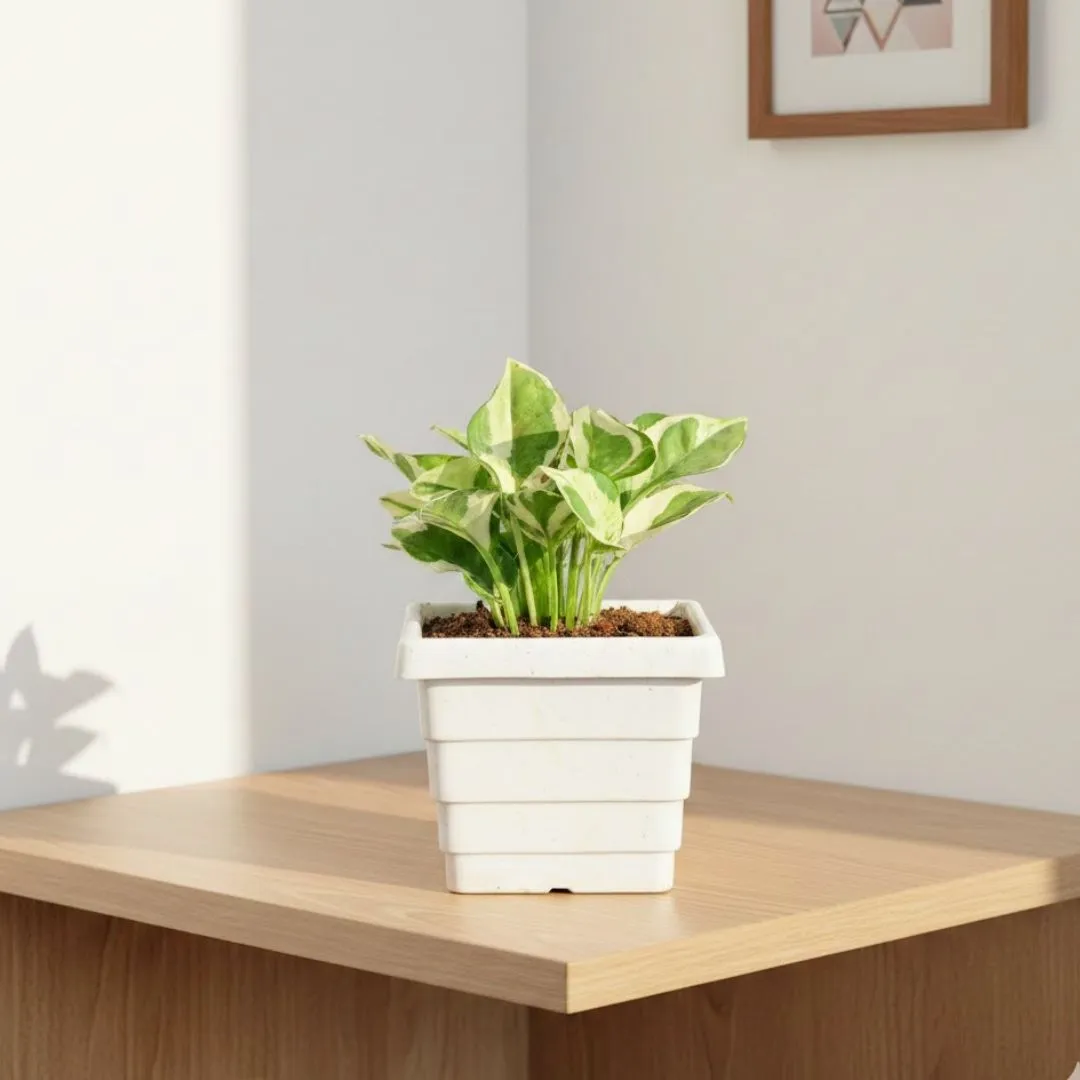 Money Plant N'joy in 4 Inch White Marble Premium Orchid Square Plastic Pot