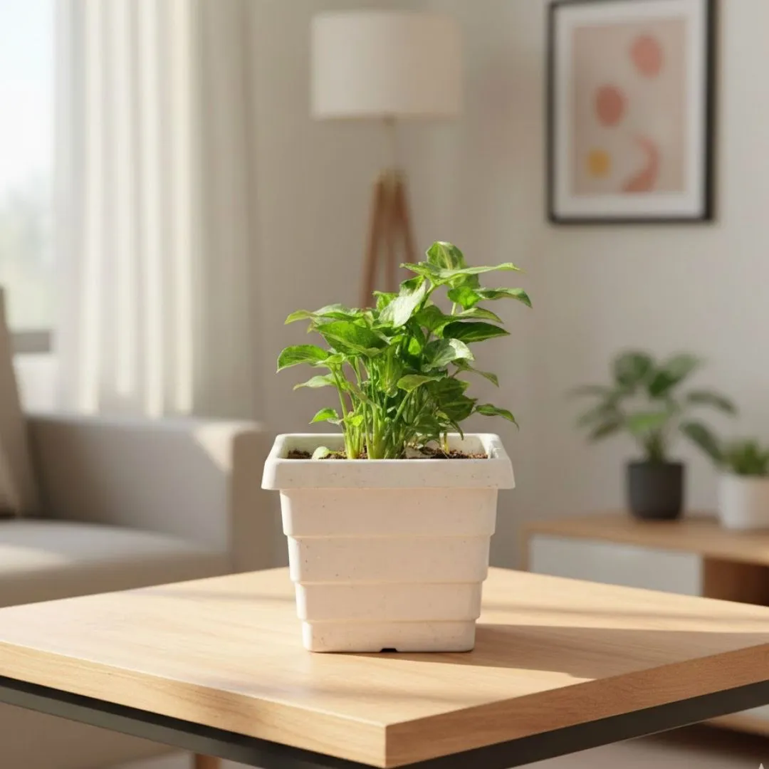 Syngonium Butterfly in 4 Inch White Marble Premium Orchid Square Plastic Pot