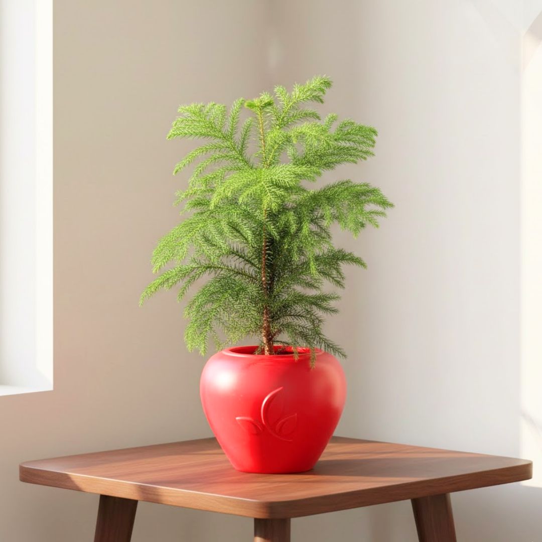Araucaria / Christmas Tree (~ 1.5 Ft) in 7 Inch Red Premium Apple Leaf Plastic Pot