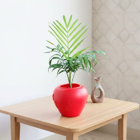 Chamaedorea Palm  in 7 Inch Red Premium Apple Leaf Plastic Pot