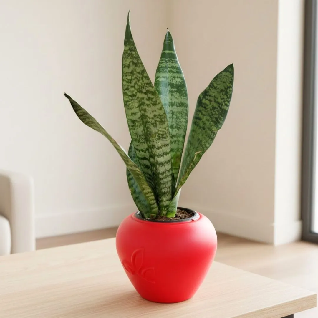 Imported Snake Superba Emerald in 7 Inch Red Premium Apple Leaf Plastic Pot