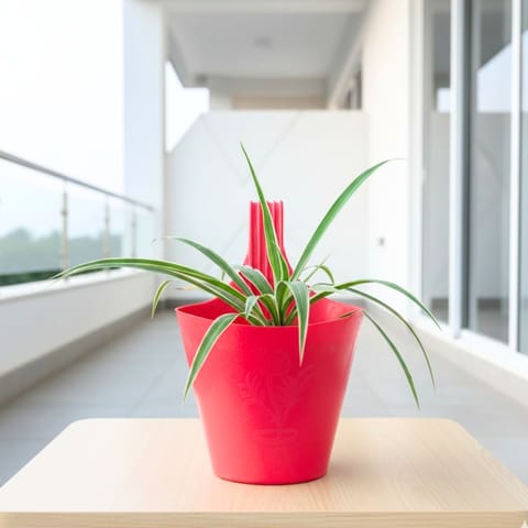 Air Purifying - Spider in 7 Inch Live Fresh Plant Red Single Hook Hanging Plastic Pot in Moti Nagar