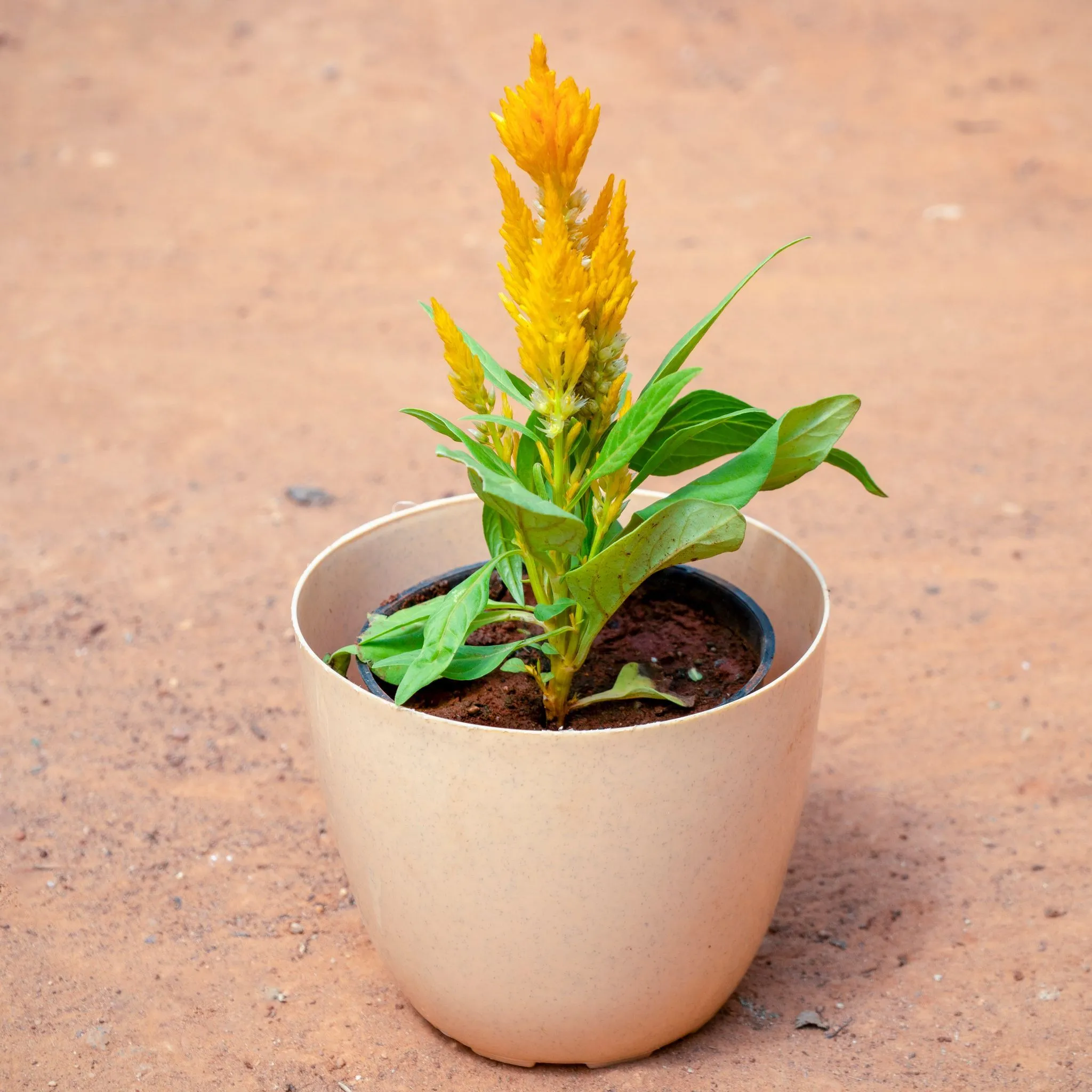 Celosia / Cockscomb (Any Colour) in 4 Inch Beige Marble Premium Orchid Round Plastic Pot