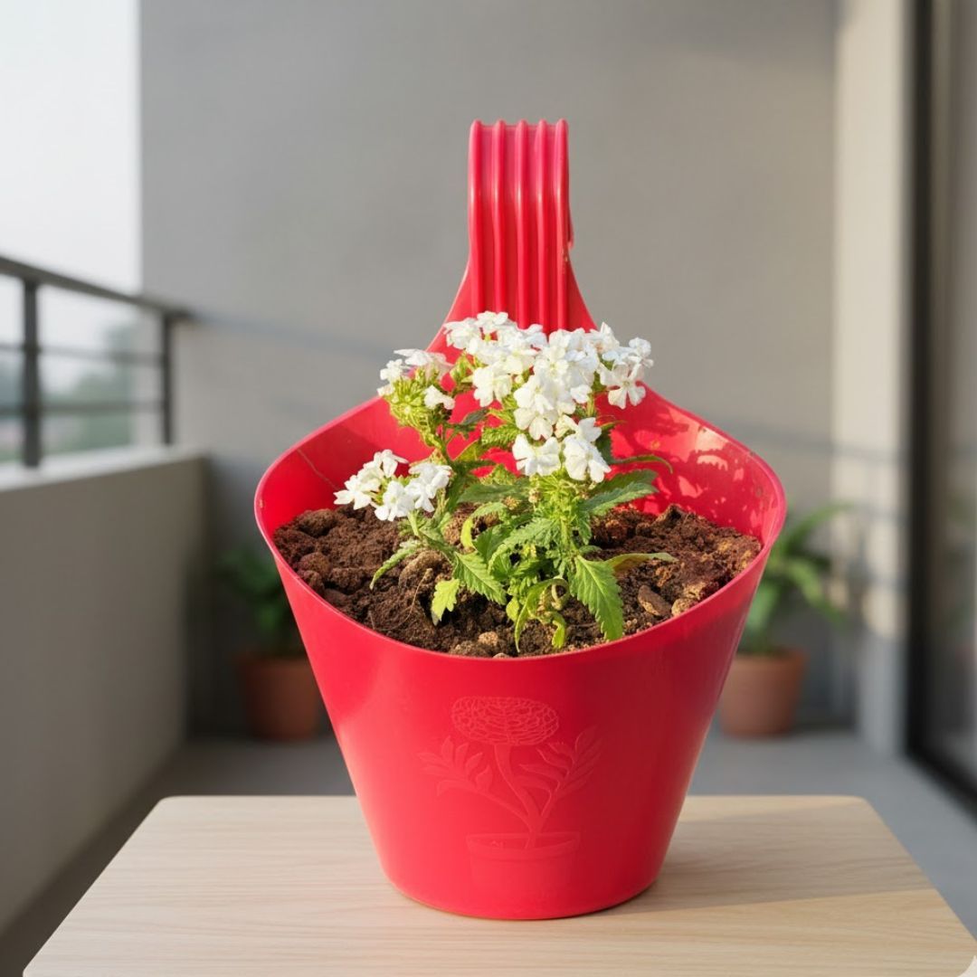 Verbena White in 7 Inch Red Single Hook Hanging Plastic Pot