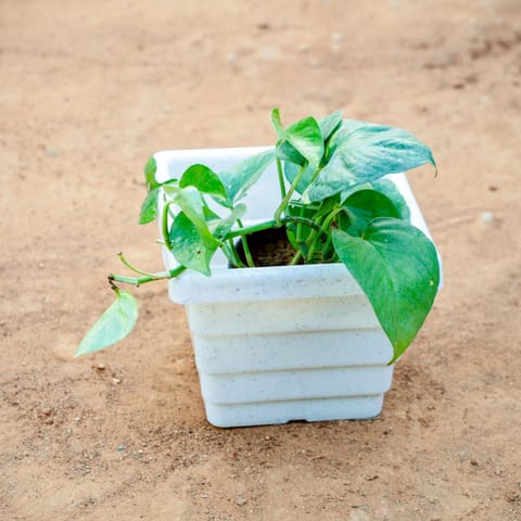 Money Plant Green in 6 Inch Live Plant White Marble Premium Orchid Square Plastic Pot