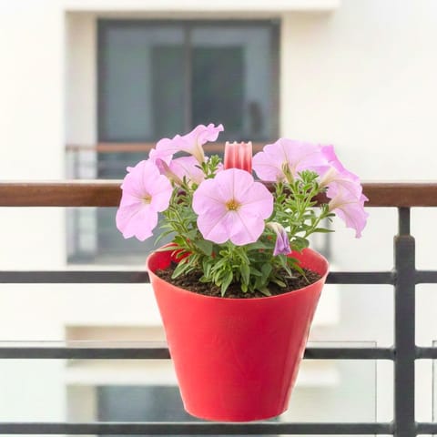 Petunia (Any Colour) in 7 Inch Red Single Hook Hanging Plastic Pot