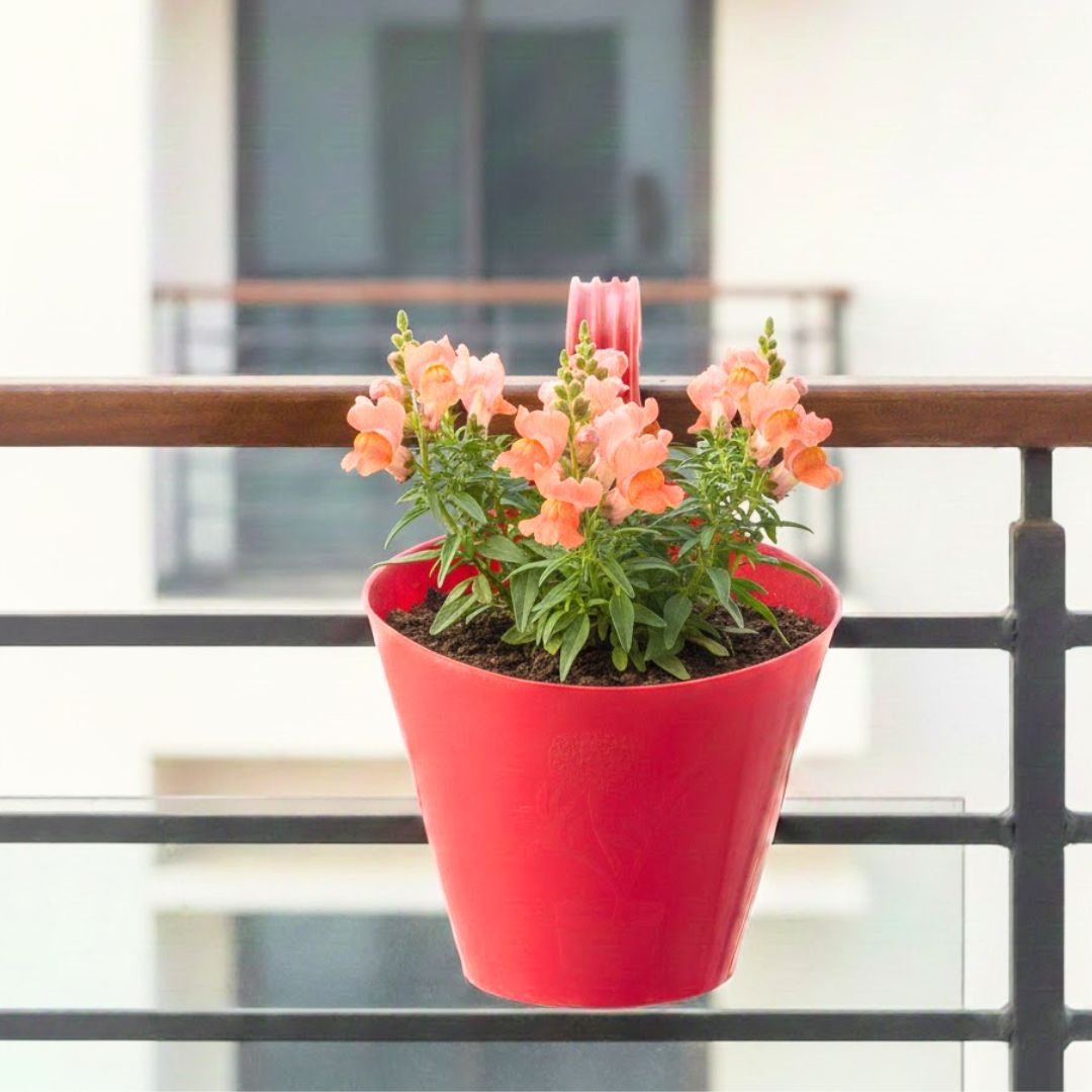 Antirrhinum Majus (Snapdragon) / Dog flower (Any Colour) in 7 inch Red Single Hook Hanging Plastic Pot