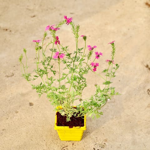 Verbena Pink in 4 Inch Yellow Premium Orchid Square Plastic Pot