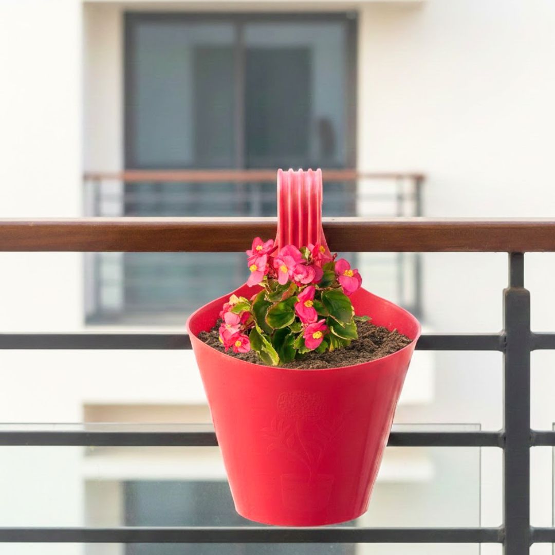Begonia (Pink) in 7 inch Red Single Hook Hanging Plastic Pot