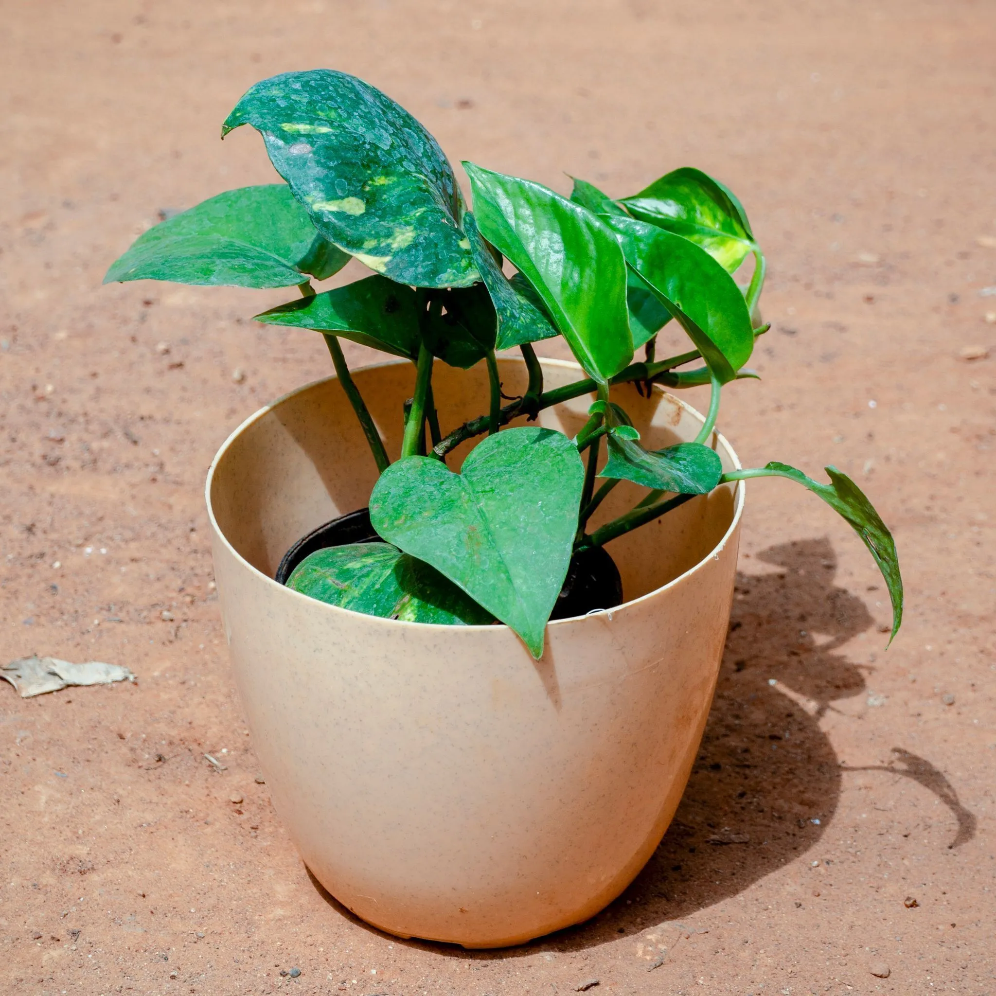 Money Plant Green in 4 Inch Beige Marble Premium Orchid Round Plastic Pot