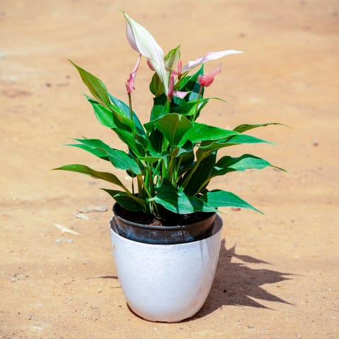 Anthurium in 6 Inch Live Fresh Plant White Premium Orchid Round Plastic Pot in Sector 103
