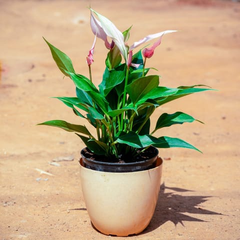 Anthurium in 6 Inch Live Fresh Plant Beige Marble Premium Orchid Round Plastic Pot in Sector 44