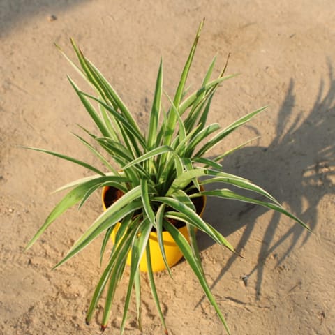 Spider Big Bushy in 6 Inch Yellow Premium Orchid Round Plastic Pot