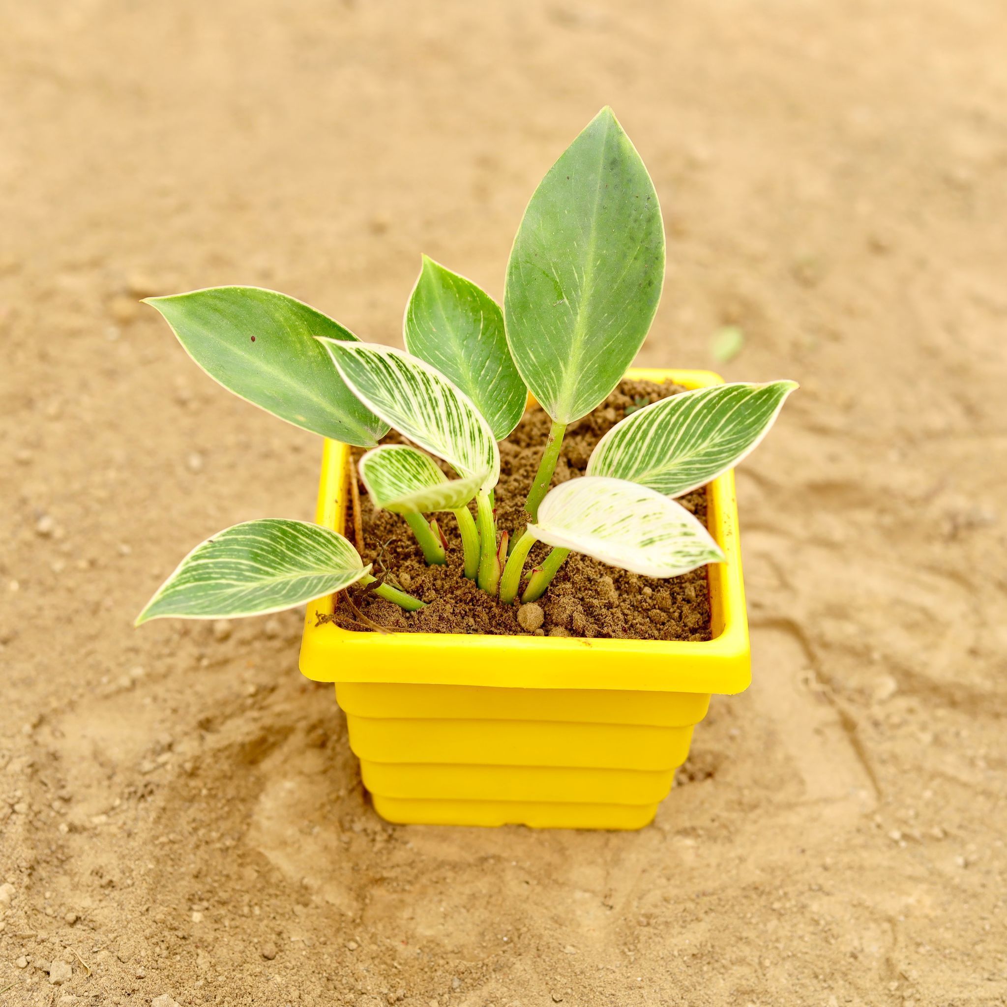 Philodendron Birkin in 4 Inch Yellow Premium Orchid Square Plastic Pot