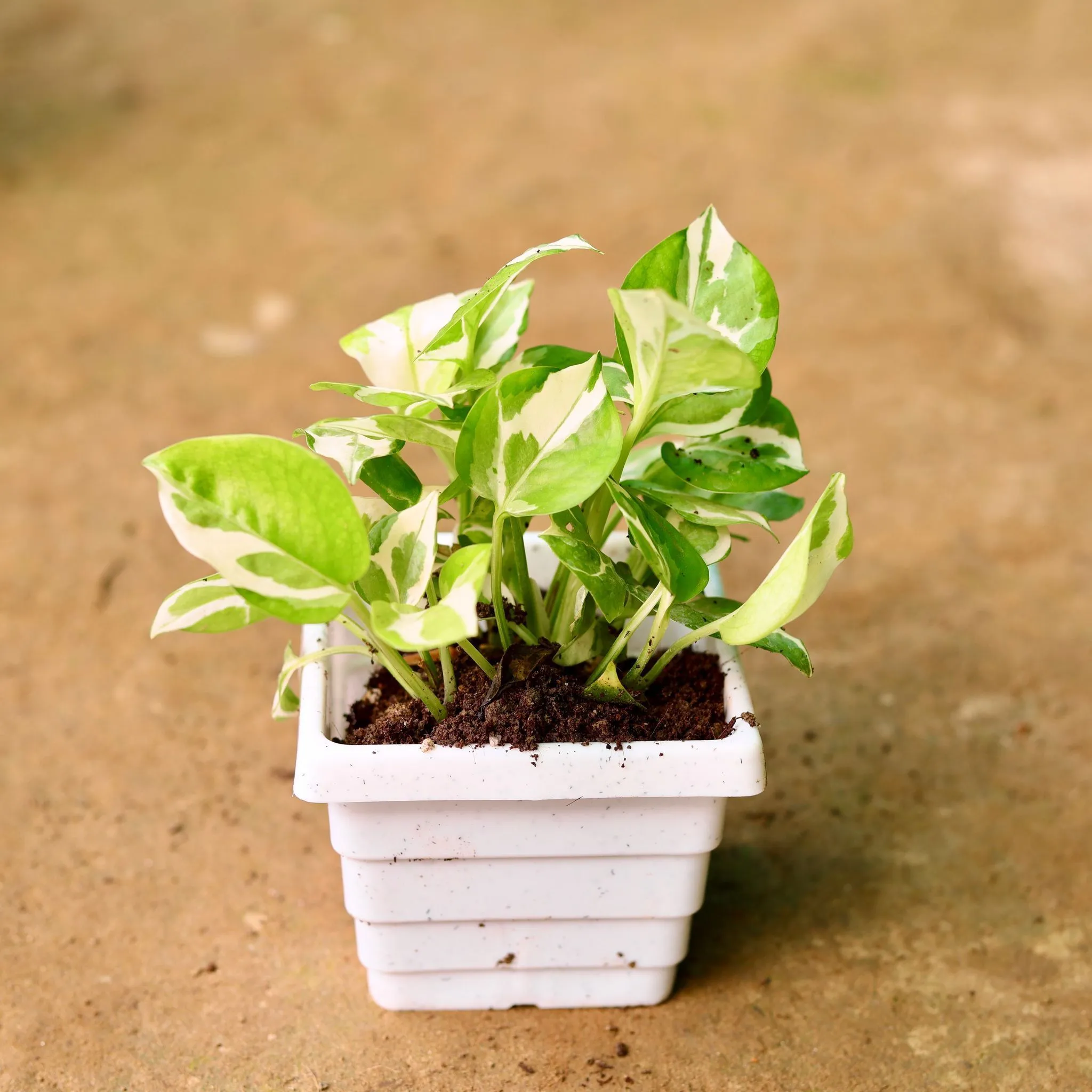 Money Plant Njoy in 6 Inch White Marble Premium Orchid Square Plastic Pot