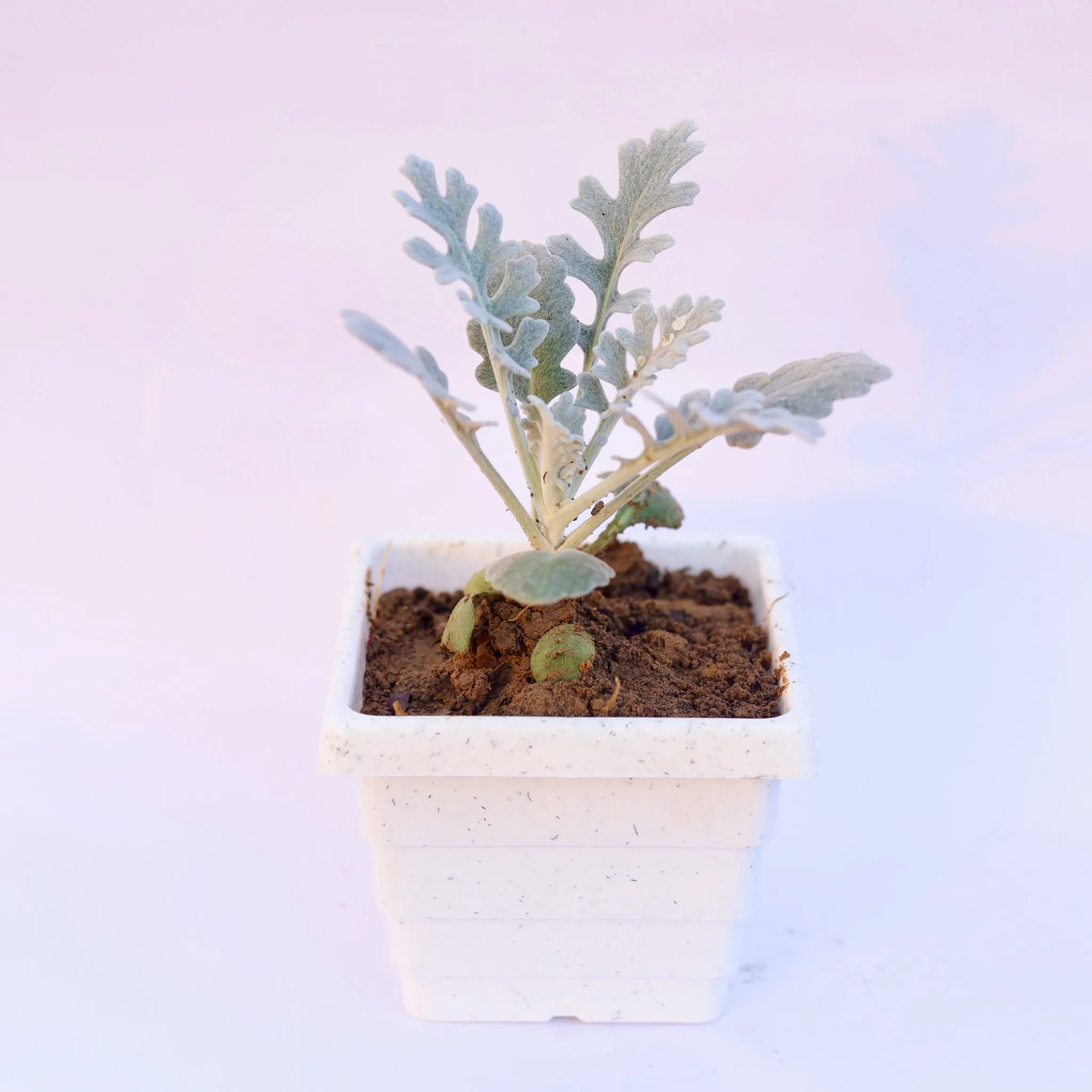 Silver Dust in 4 Inch White Marble Premium Orchid Square Plastic Pot