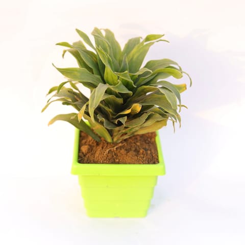 Dracaena Compacta in 4 Inch Live Fresh Plant Green Premium Orchid Square Plastic Pot in Sector 41