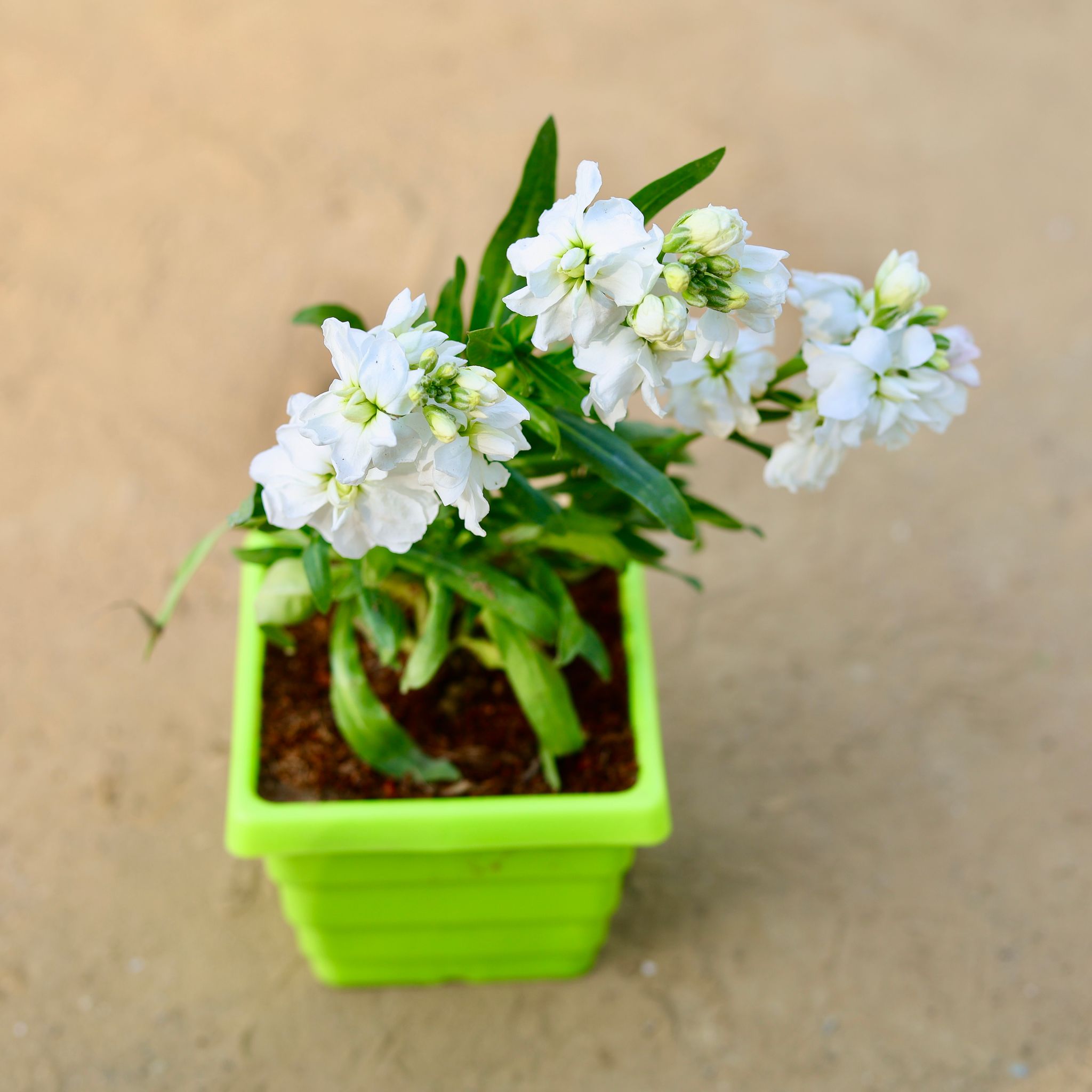 Stock (any colour) in 4 Inch Green Premium Orchid Square Plastic Pot