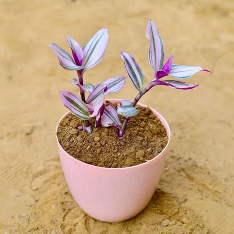 Wandering Jew in 6 Inch Pink Marble Premium Orchid Round Plastic Pot