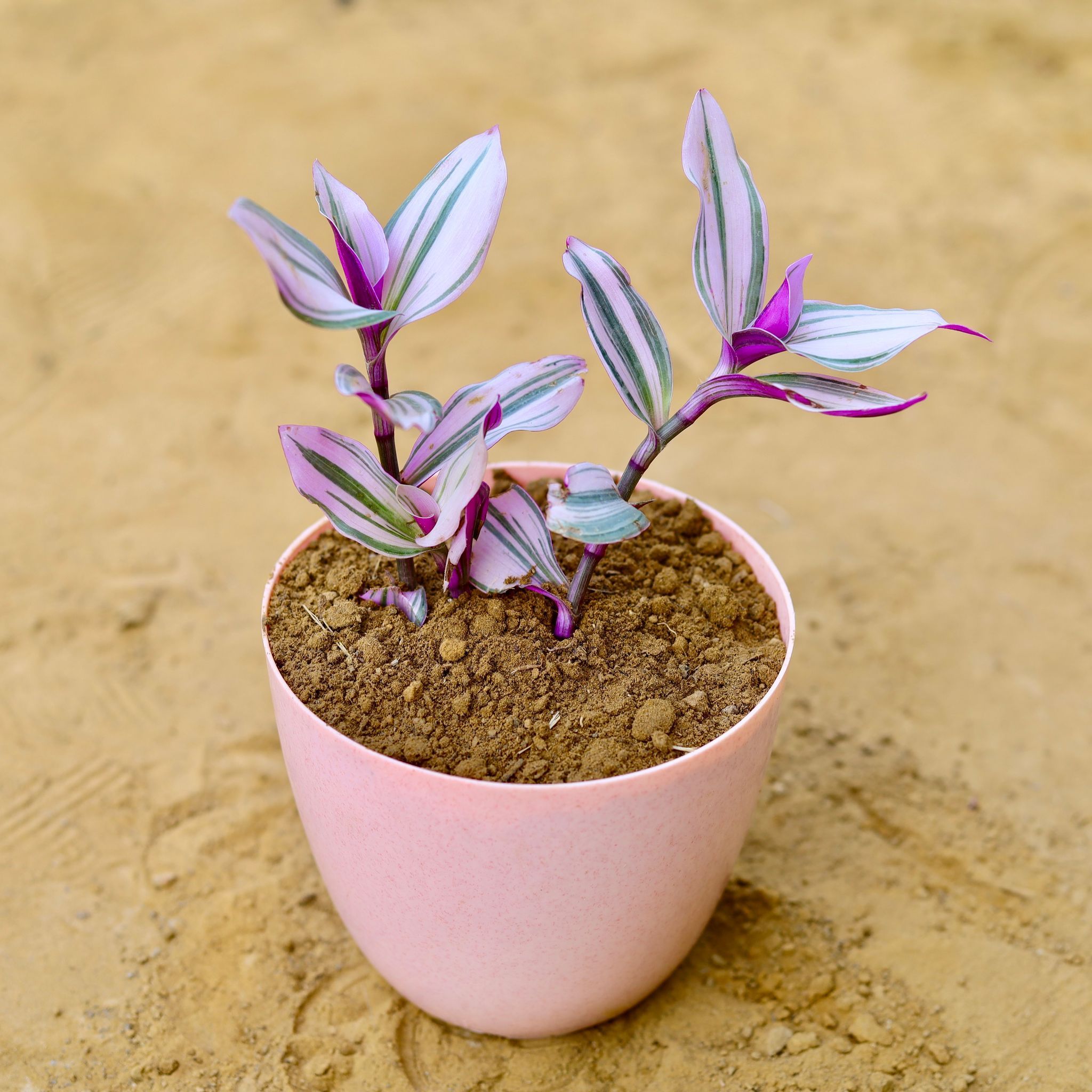Wandering Jew in 6 Inch Pink Marble Premium Orchid Round Plastic Pot