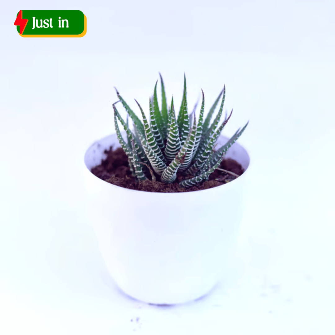 Haworthia Zebrina in 4 Inch White Premium Orchid Round Plastic Pot
