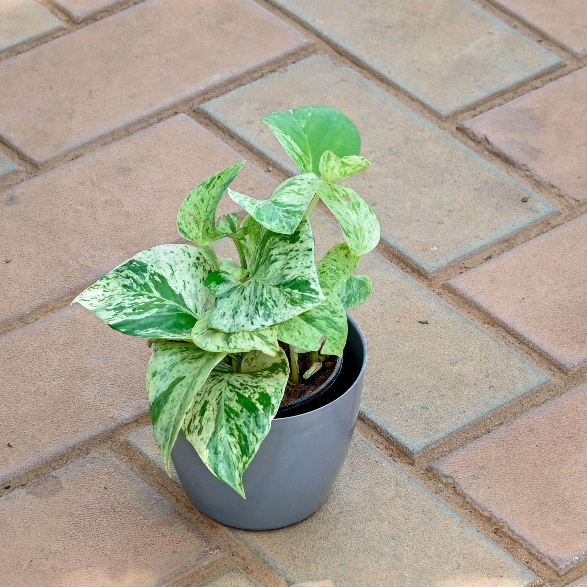 Money Plant Marble in 4 Inch Grey Premium Orchid Round Plastic Pot