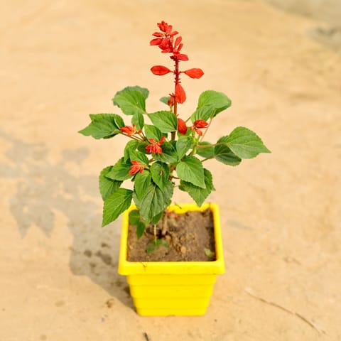 Salvia (Any Colour) in 4 Inch Yellow Premium Orchid Square Plastic Pot