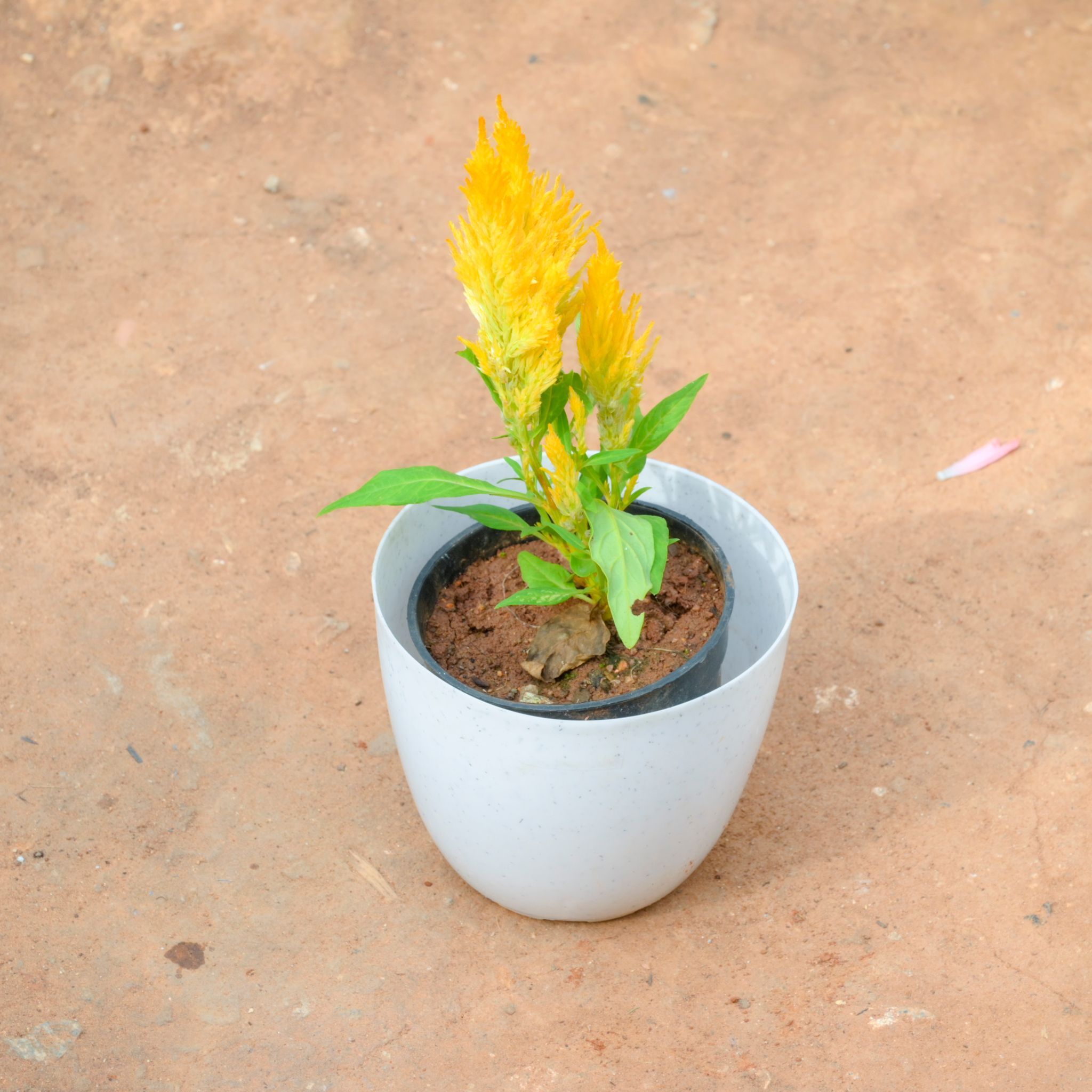 Celosia / Cockscomb Yellow in 6 Inch White Premium Orchid Round Plastic Pot